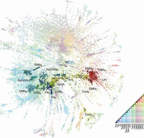 New model of human brain ‘conversations’ could inform research on brain disease, cognition