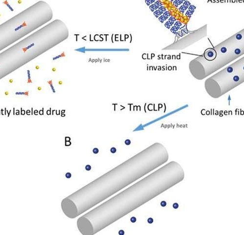 Researchers advance drug delivery systems to treat connective tissue disorders