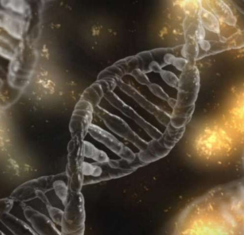 Inflammatory gene provides clue to obesity risk