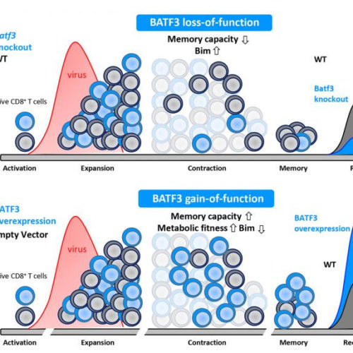 Memory training for the immune system