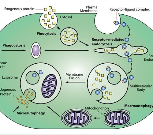 What are Endosomes?