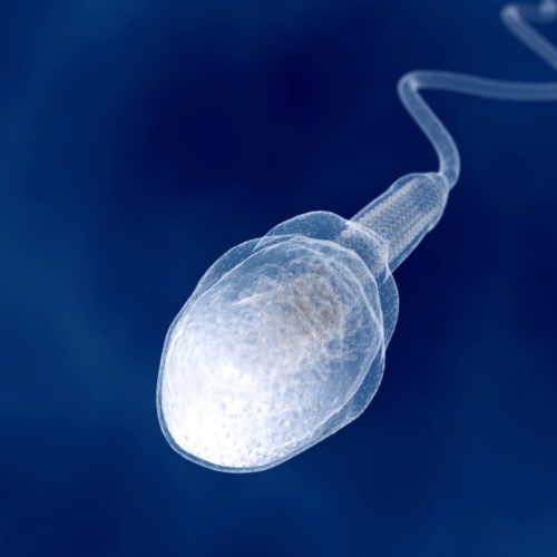 Protein injections into testes could treat male infertility