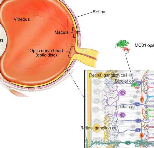 Scientists use gene therapy and a novel light-sensing protein to restore vision in mice