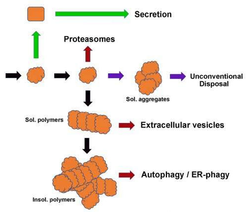 The road to uncovering a novel mechanism for disposing of misfolded proteins