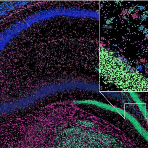 AI methods of analyzing social networks find new cell types in tissue