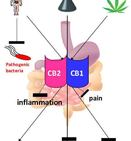 Fighting intestinal infections with the body’s own endocannabinoids