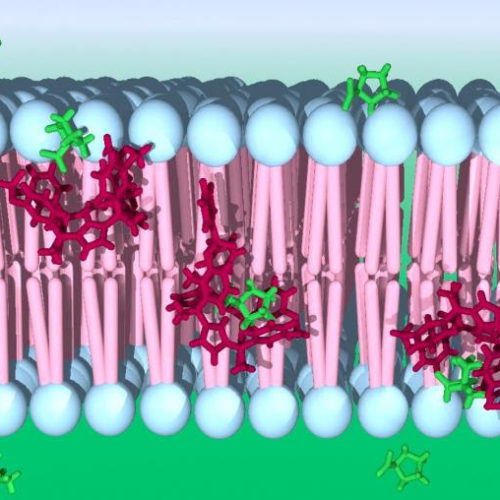 Igniting the synthetic transport of amino acids in living cells