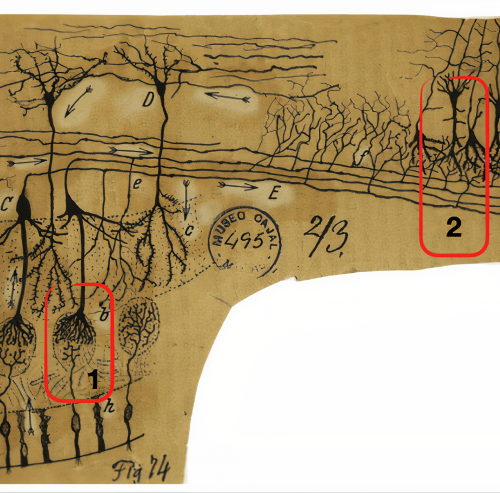 Our Mind-Boggling Sense of Smell