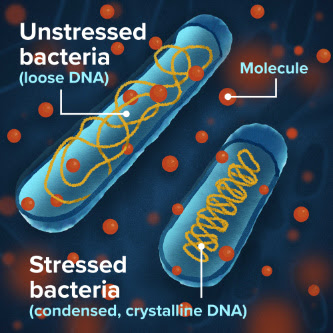 A route to better antibiotics: understanding ‘stressed bacteria’