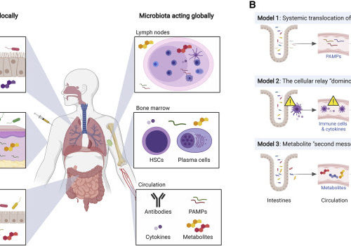 The Impact of the Microbiome on Immunity to Vaccination in Humans