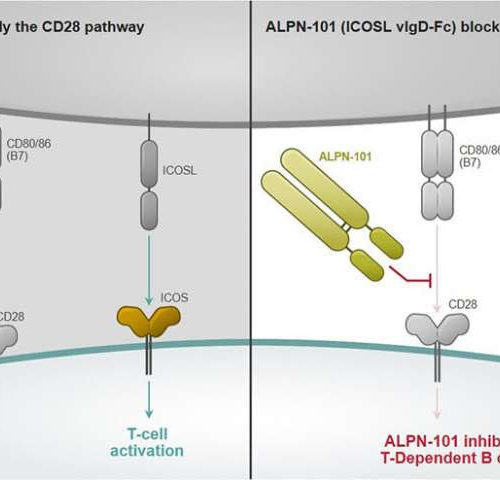 New biomarker to prevent graft-versus-host disease in stem cell transplants discovered