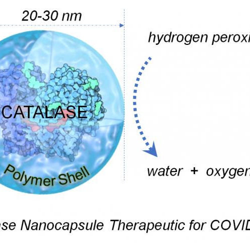 Common antioxidant enzyme may provide potential treatment for COVID-19