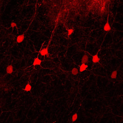 Lineage tracing of direct astrocyte-to-neuron conversion for brain repair