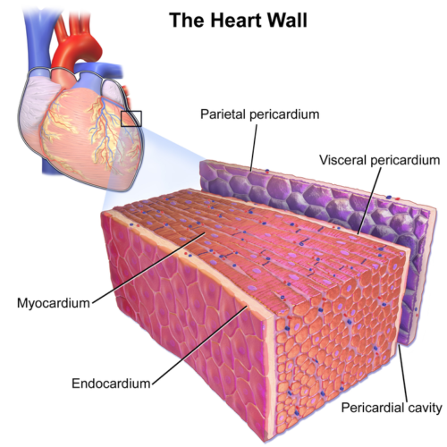 Even if you’re asymptomatic, COVID-19 can harm your heart