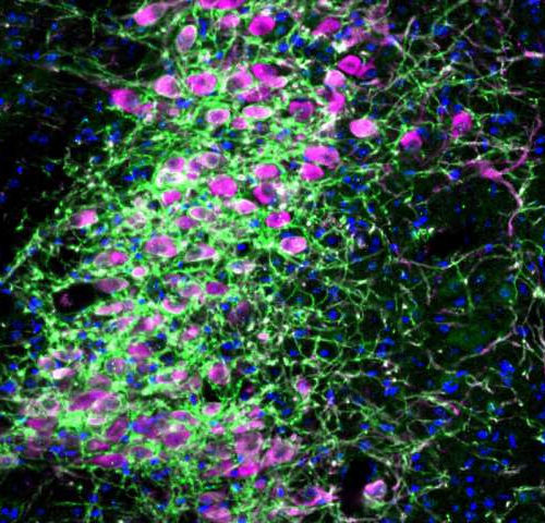 Scientists identify specific brain region and circuits controlling attention