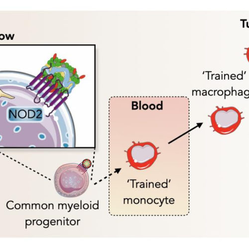 Groundbreaking study on trained immunity to fight cancer