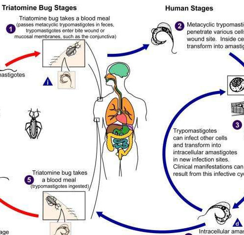 Stronger treatments could cure Chagas disease