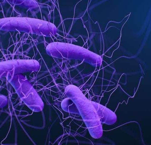 Modified yeast used to treat common bacterial intestinal infection