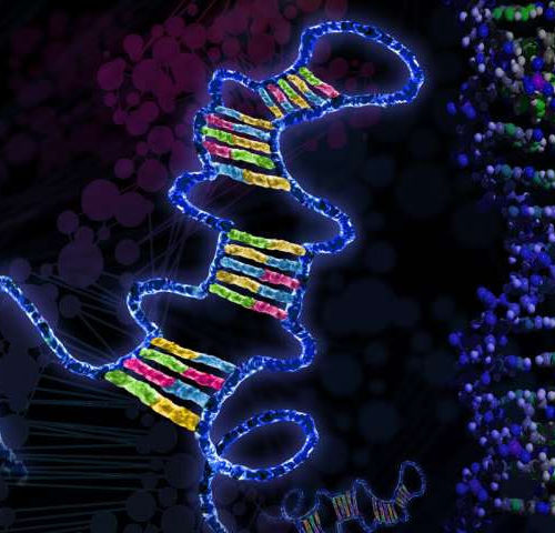 Bits of genetic material called microRNAs may drive metabolic disorders