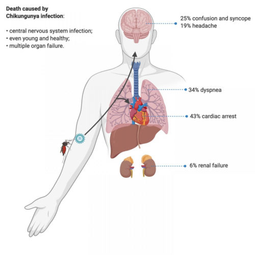 Chikungunya may affect central nervous system as well as joints and lungs