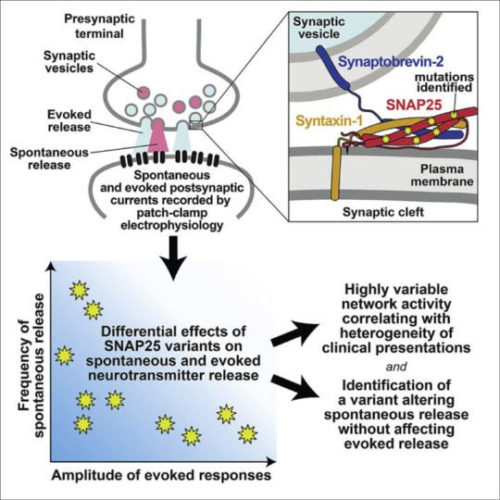 Spontaneous release of neurotransmitters in the brain identified as a culprit of developmental disorders in infants and children