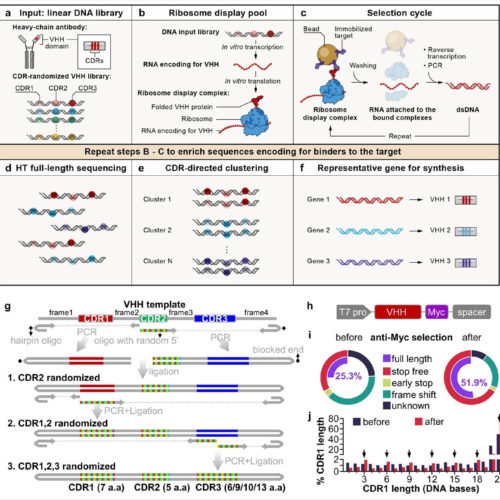 Rapid generation of divergent synthetic antibodies against SARS-CoV-2 in a cell-free engineering platform