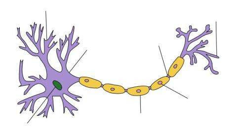 New strategies for restoring myelin on damaged nerve cells