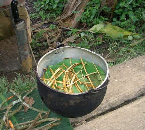 An Amazonian tea stimulates the formation of new neurons