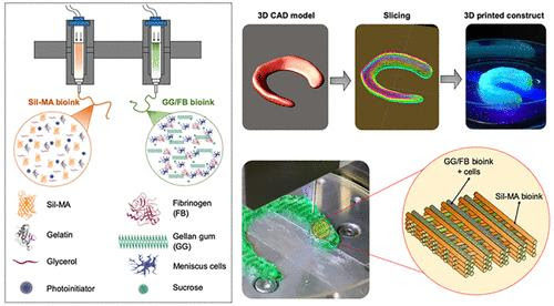 WFIRM scientists create hybrid tissue construct for cartilage regeneration