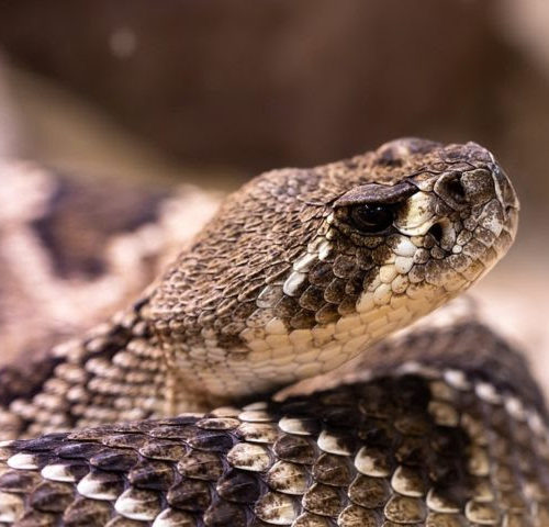 New type of antivenom to reduce 100,000 fatalities each year from venomous snake bites