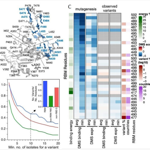 Immune-evading variants can emerge in SARS-CoV-2, researchers warn