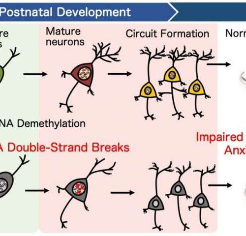 DNA repair supports brain cognitive development