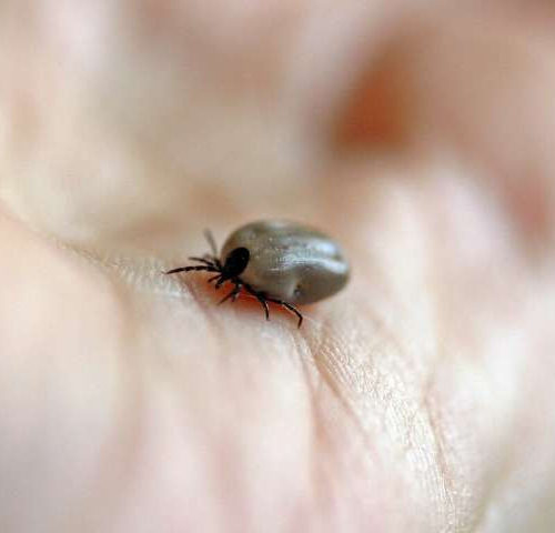 Scientists identify protein that protects against Lyme