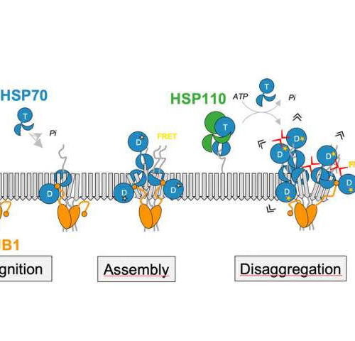 How molecular chaperones dissolve protein aggregates linked to Parkinson’s disease