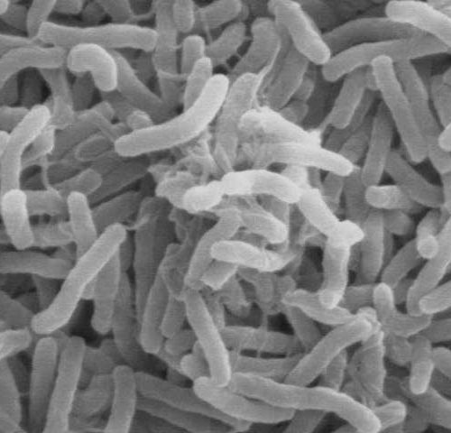 Potential cholera vaccine target discovered