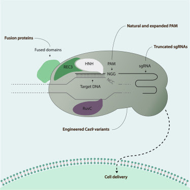 Sharpening the Molecular Scissors: Advances in Gene-Editing Technology