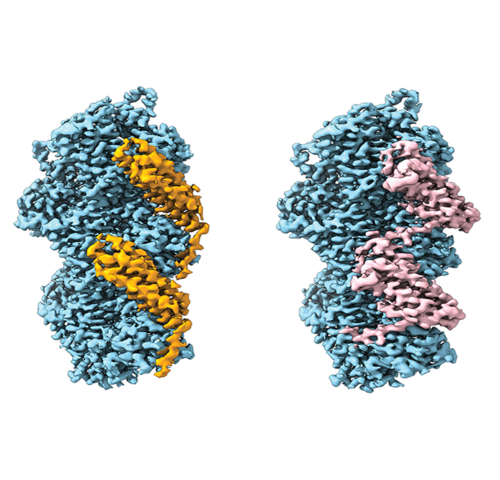 How cells use mechanical tension sensors to interact with their environment