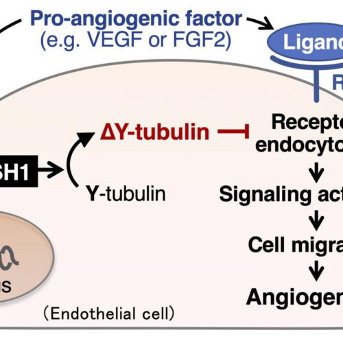 Hinder handing the message — stopping tumors from creating new blood vessels