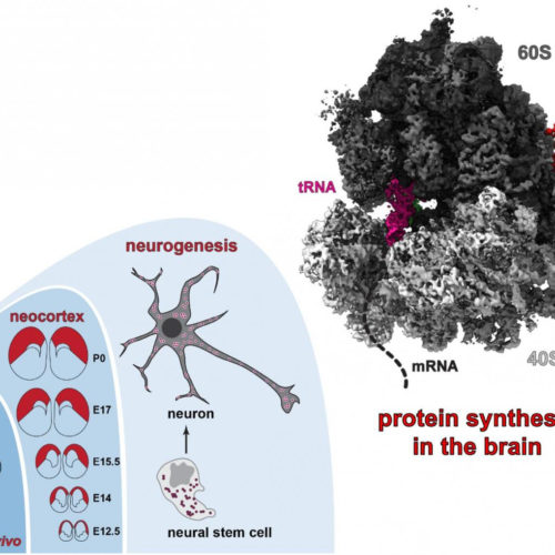 The brain’s protein factories at work