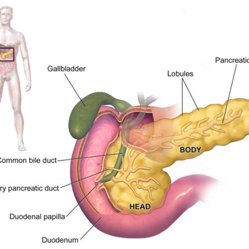 Inhibiting protein in pancreatic tumors slows down cancer growth and increases survival rates