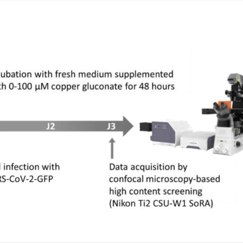 Copper gluconate supplementation could reduce SARS-CoV-2 infection in vitro