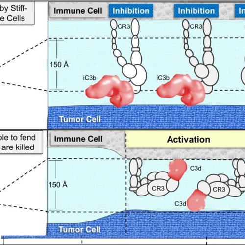 Do tumors stiff-arm the immune system?
