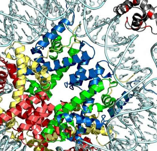 Scientists discover a key genetic driver of lymphomas