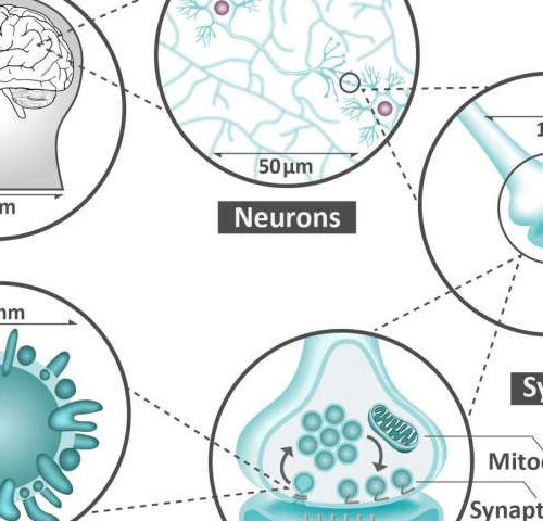 The uncharted molecular language of the brain