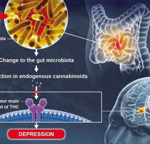 Gut microbiota plays a role in brain function and mood regulation