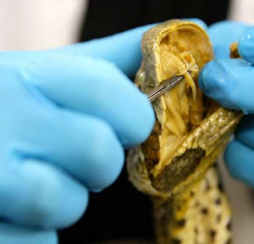 Deadly snake bites: Potential antivenom discovered