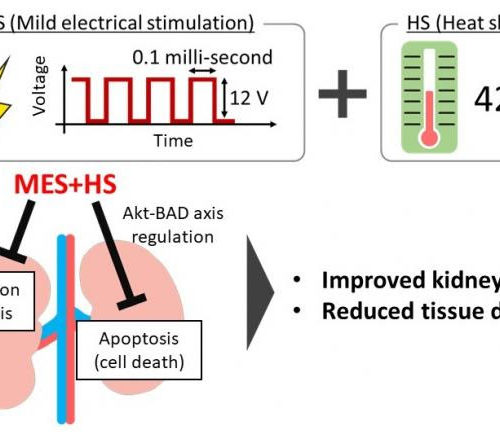 Mild electrical stimulation with heat shock ameliorates kidney disease