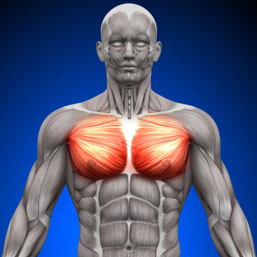 Molecule found to promote muscle health in response to magnetic fields