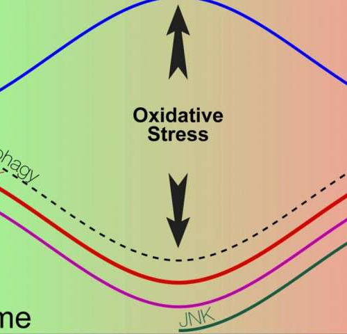 Early, late stages of degenerative diseases are distinct, study shows