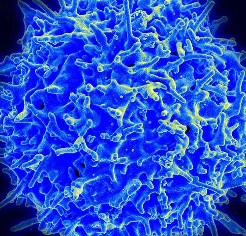 Boosting stem cell activity can enhance immunotherapy benefits